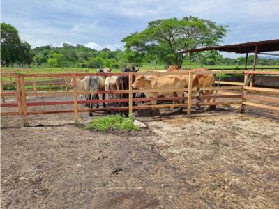 Finca ganadera en venta asentamiento Campesino la Mariposa , Carabobo, 32767 mt2