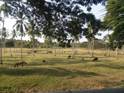 FINCA AGROTURISTICA EN VENTA EN BOCA DE AROA, EDO. FALCÓN, 300 mt2