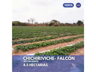 4,5 Hectarias de terreno en Chichiriviche, Edo Falcón